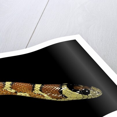 Lampropeltis pyromelana woodini (Sonoran mountain kingsnake) by Anonymous