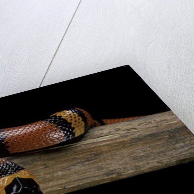 Lampropeltis triangulum hondurensis (Honduras milksnake) by Anonymous