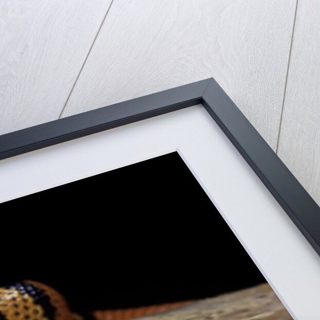 Lampropeltis triangulum hondurensis (Honduras milksnake) by Anonymous