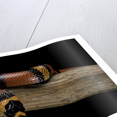 Lampropeltis triangulum hondurensis (Honduras milksnake) by Anonymous