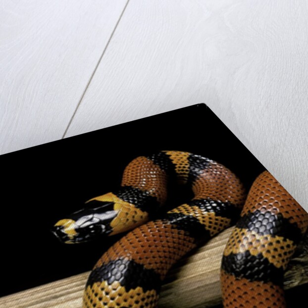 Lampropeltis triangulum hondurensis (Honduras milksnake) by Anonymous