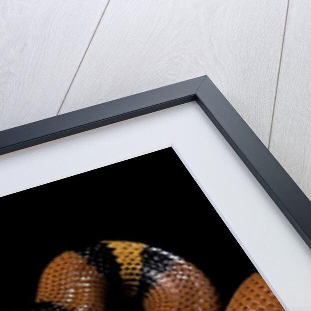 Lampropeltis triangulum hondurensis (Honduras milksnake) by Anonymous