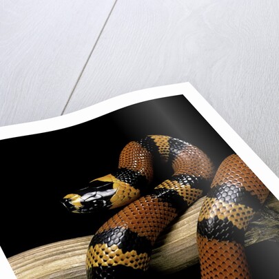 Lampropeltis triangulum hondurensis (Honduras milksnake) by Anonymous