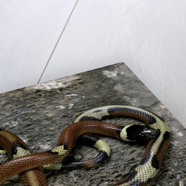 Lampropeltis triangulum sinaloae (Sinaloan milksnake) by Anonymous