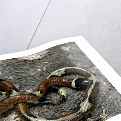 Lampropeltis triangulum sinaloae (Sinaloan milksnake) by Anonymous