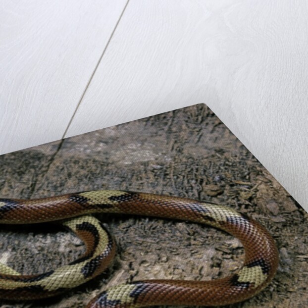 Lampropeltis triangulum sinaloae (Sinaloan milksnake) by Anonymous