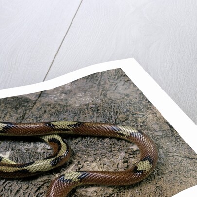 Lampropeltis triangulum sinaloae (Sinaloan milksnake) by Anonymous