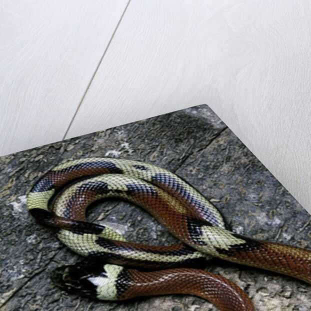 Lampropeltis triangulum sinaloae (Sinaloan milksnake) by Anonymous