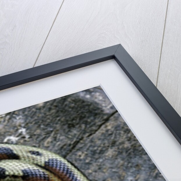 Lampropeltis triangulum sinaloae (Sinaloan milksnake) by Anonymous