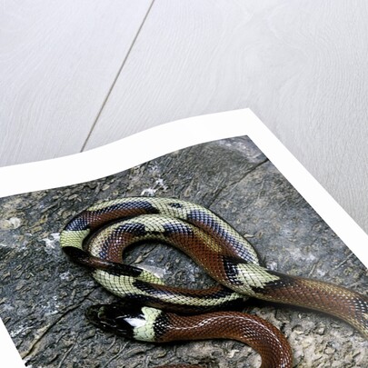 Lampropeltis triangulum sinaloae (Sinaloan milksnake) by Anonymous