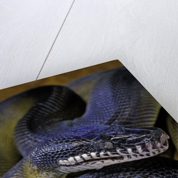 Leiopython albertisii (white-lipped python) by Anonymous