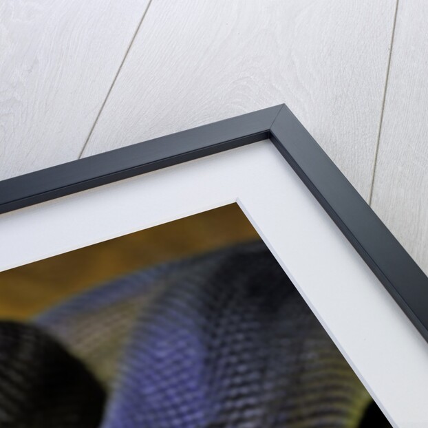 Leiopython albertisii (white-lipped python) by Anonymous