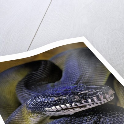 Leiopython albertisii (white-lipped python) by Anonymous