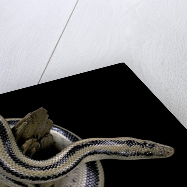 Lichanura trivirgata trivirgata (mexican rosy boa) by Anonymous