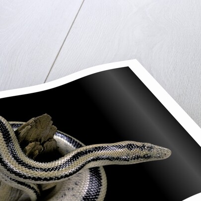 Lichanura trivirgata trivirgata (mexican rosy boa) by Anonymous