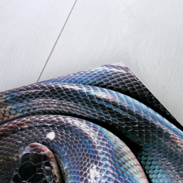 Loxocemus bicolor (mexican burrowing python) by Anonymous