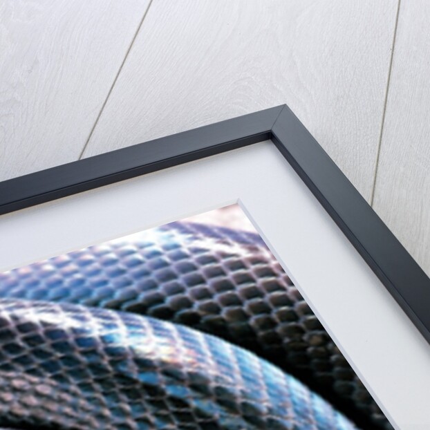 Loxocemus bicolor (mexican burrowing python) by Anonymous