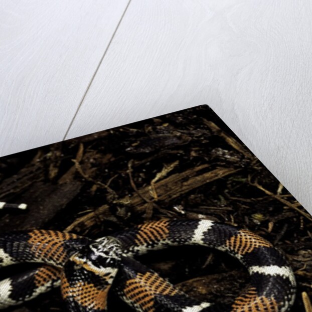 Lystrophis semicinctus (hognose snake) by Anonymous