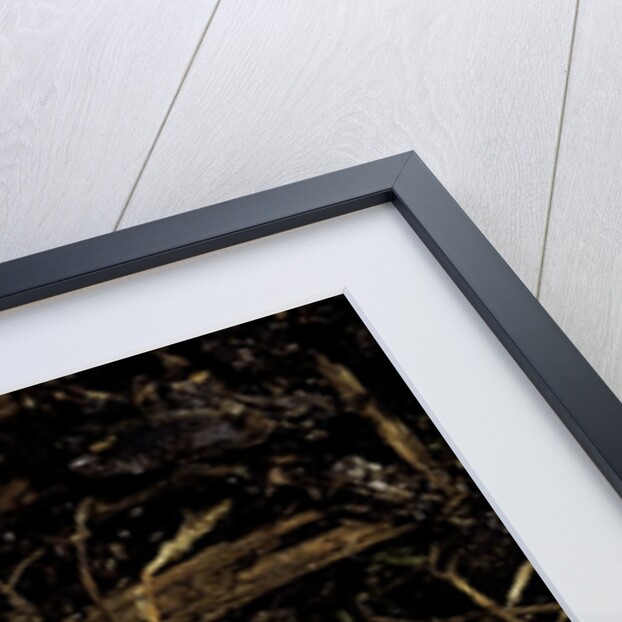 Lystrophis semicinctus (hognose snake) by Anonymous