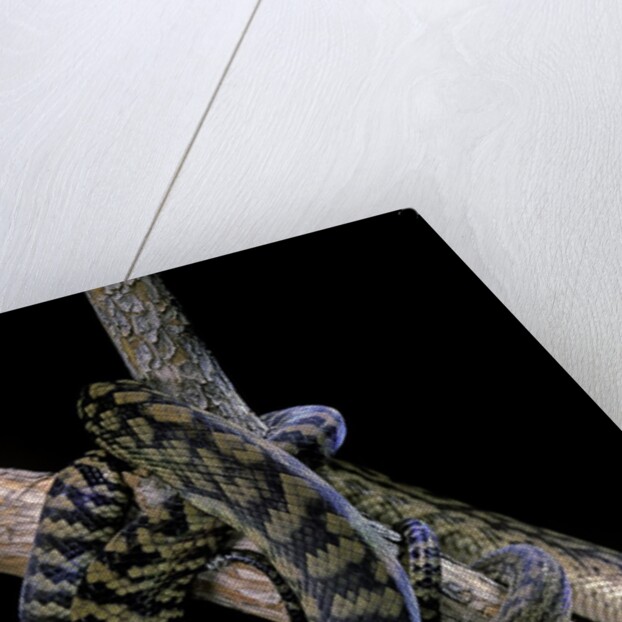 Morelia amethistina (amethyst python) by Anonymous