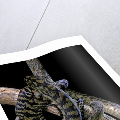 Morelia amethistina (amethyst python) by Anonymous