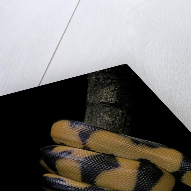 Bothrochilus boa (Bismarck ringed python) by Anonymous