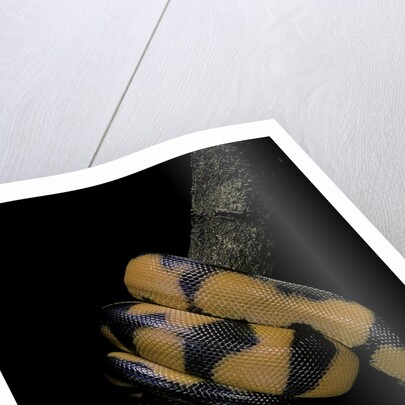 Bothrochilus boa (Bismarck ringed python) by Anonymous