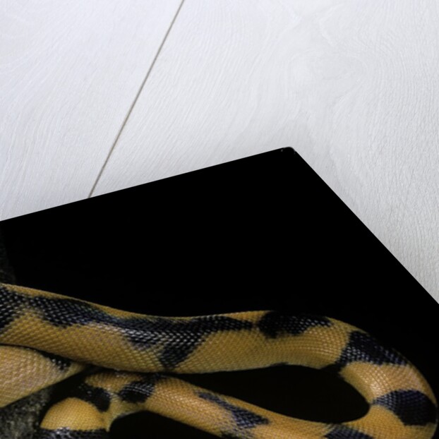 Bothrochilus boa (Bismarck ringed python) by Anonymous