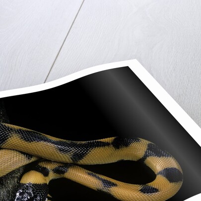 Bothrochilus boa (Bismarck ringed python) by Anonymous