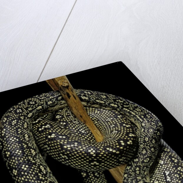 Morelia spilota (carpet python) by Anonymous
