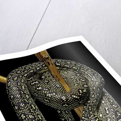 Morelia spilota (carpet python) by Anonymous
