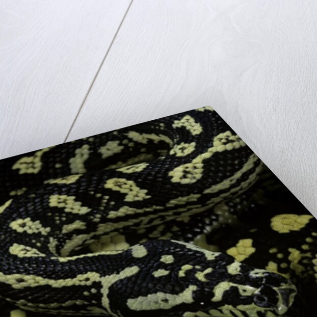 Morelia spilota cheynei (jungle carpet python) by Anonymous