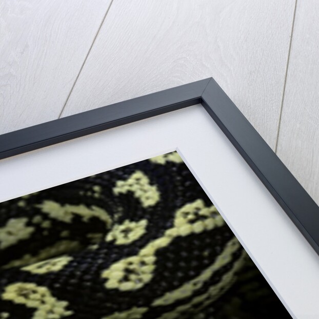 Morelia spilota cheynei (jungle carpet python) by Anonymous