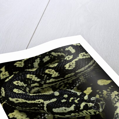 Morelia spilota cheynei (jungle carpet python) by Anonymous