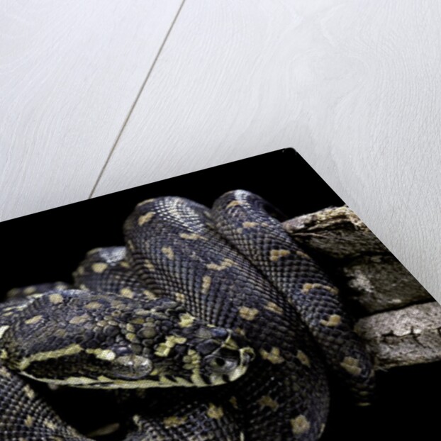 Morelia spilota spilota (diamand python) by Anonymous