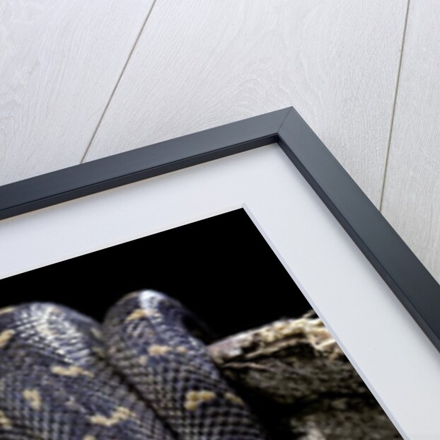 Morelia spilota spilota (diamand python) by Anonymous