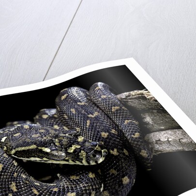 Morelia spilota spilota (diamand python) by Anonymous