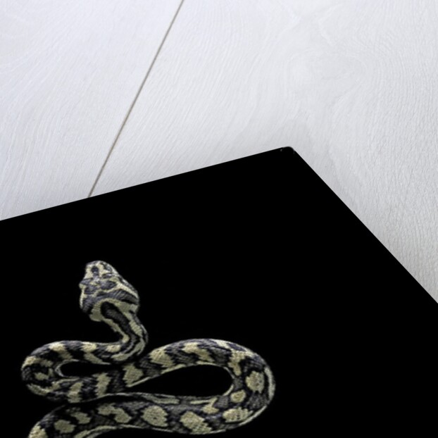 Morelia spilota variegata (North-western carpet python) by Anonymous