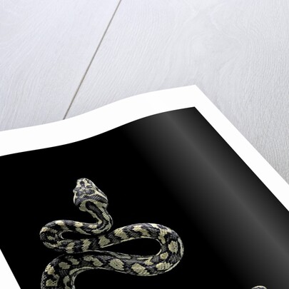 Morelia spilota variegata (North-western carpet python) by Anonymous