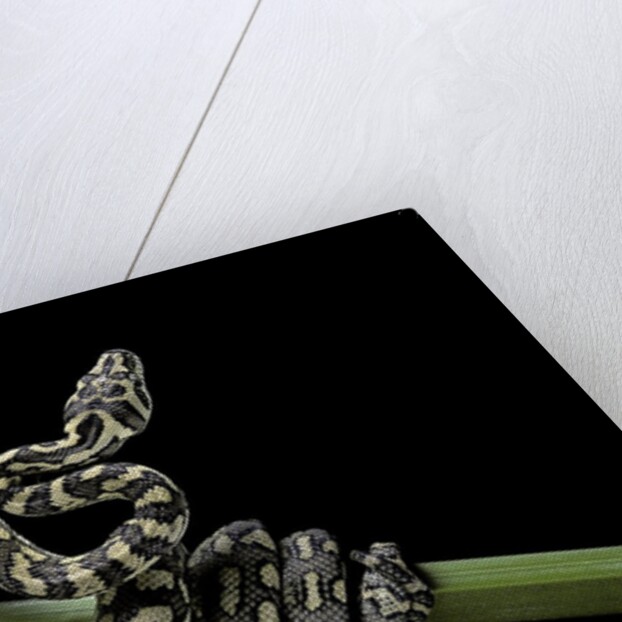 Morelia spilota variegata (North-western carpet python) by Anonymous