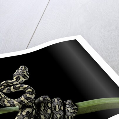 Morelia spilota variegata (North-western carpet python) by Anonymous