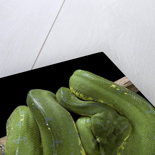 Morelia viridis (green tree python) by Anonymous