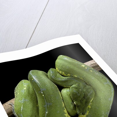 Morelia viridis (green tree python) by Anonymous