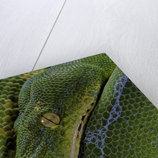 Morelia viridis (green tree python) by Anonymous