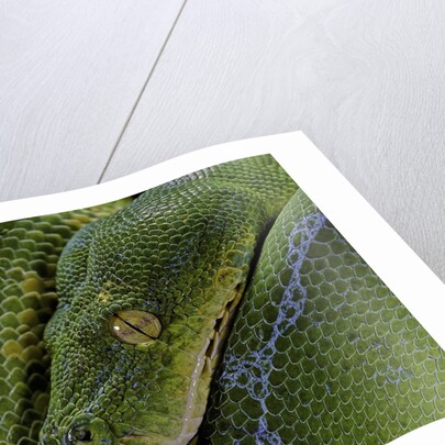 Morelia viridis (green tree python) by Anonymous
