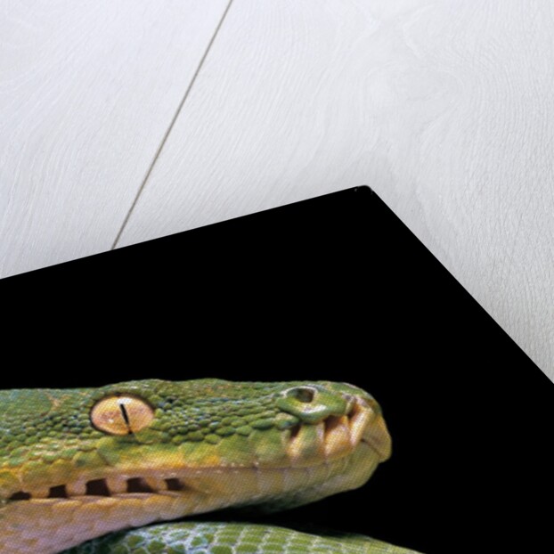 Morelia viridis (green tree python) by Anonymous