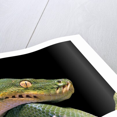 Morelia viridis (green tree python) by Anonymous