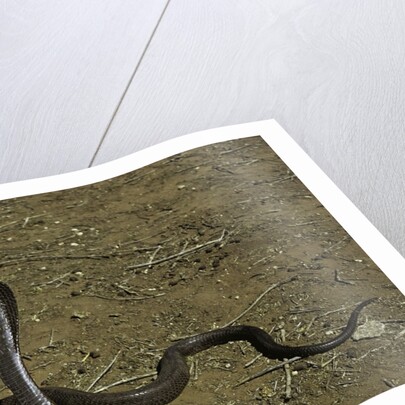 Naja haje (egyptian cobra) by Anonymous