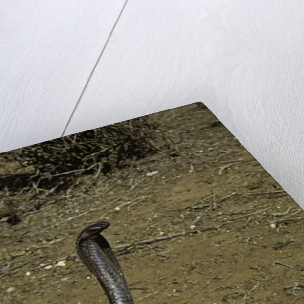 Naja haje (egyptian cobra) by Anonymous