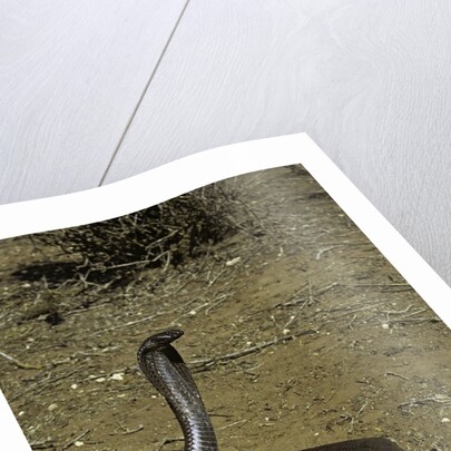 Naja haje (egyptian cobra) by Anonymous